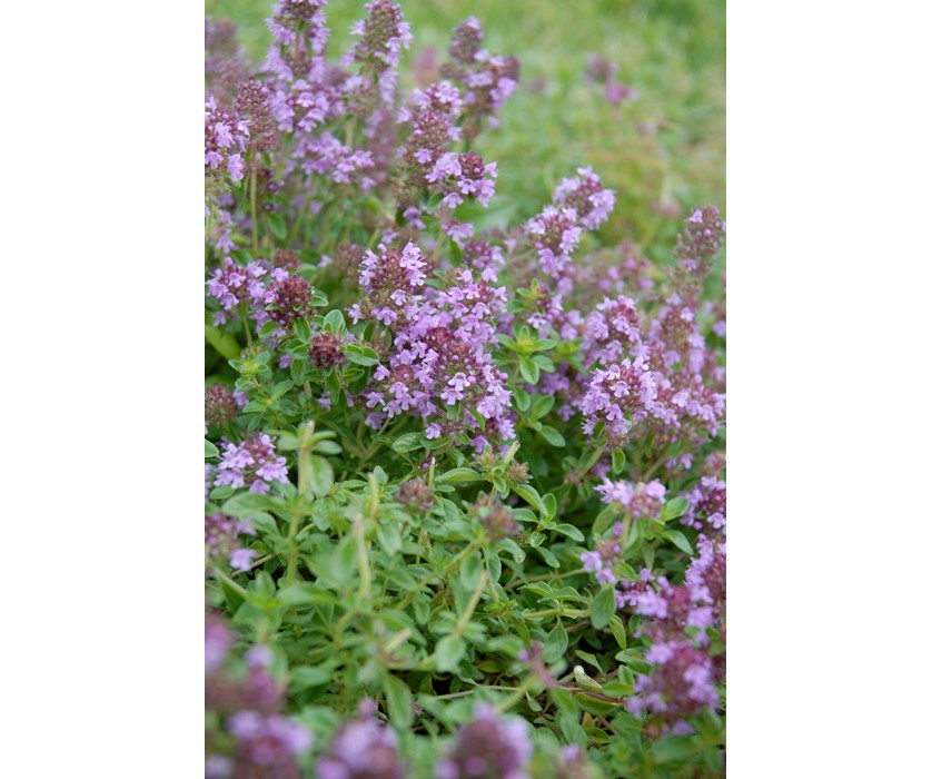 Reiter Creeping Thyme